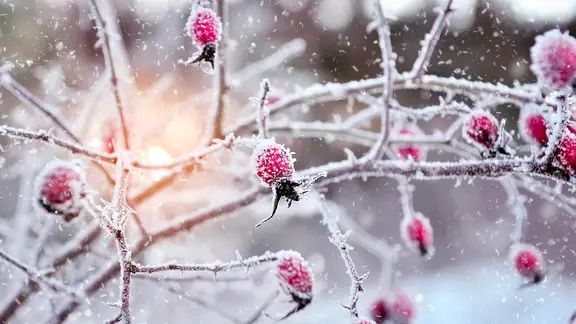 Gefrorene Hagebuttenzweige