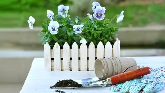 Stiefmtterchen im Garten: Wie viel Frost vertragen sie? | ndr.de