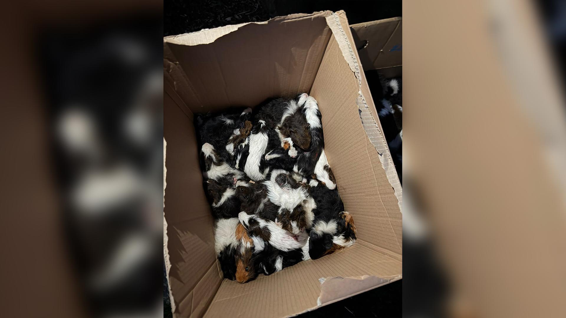 Zahlreiche Meerschweinchen befinden sich in einem Karton. | dpa-Bildfunk