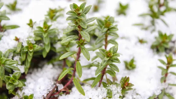 Mit Schnee bedeckter Thymian