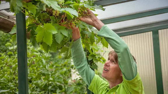 Wein richtig schneiden und pflegen | ndr.de