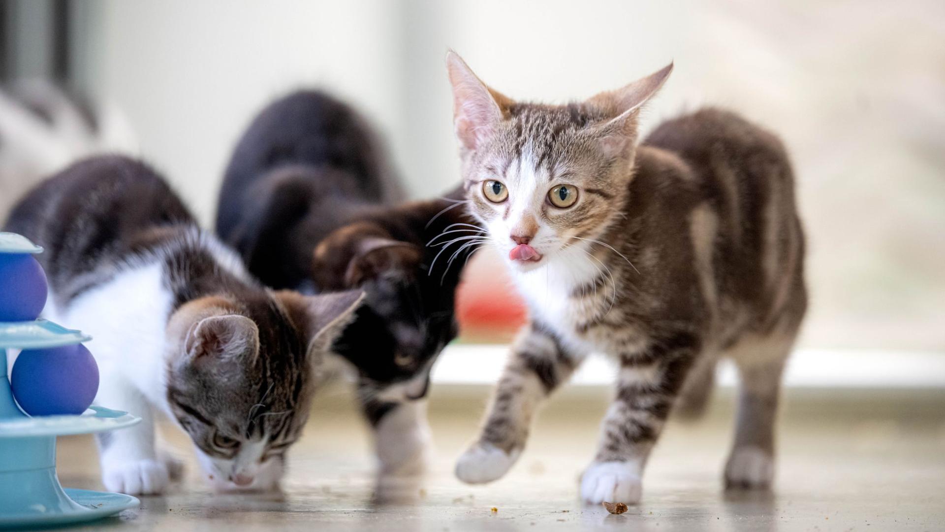 Junge Katzen im Tierheim Bremen | Sina Schuldt/dpa +++ dpa-Bildfunk