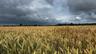 Dunkle Wolken sind über einem Kornfeld bei Achim zu sehen.
