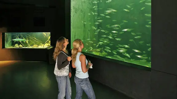 Besucherinnen vor einem Aquarium im Müritzeum in Waren.