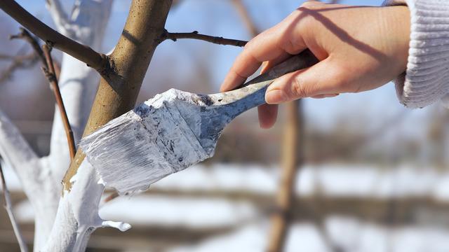 Mit Kalkanstrich Bume im Garten schtzen