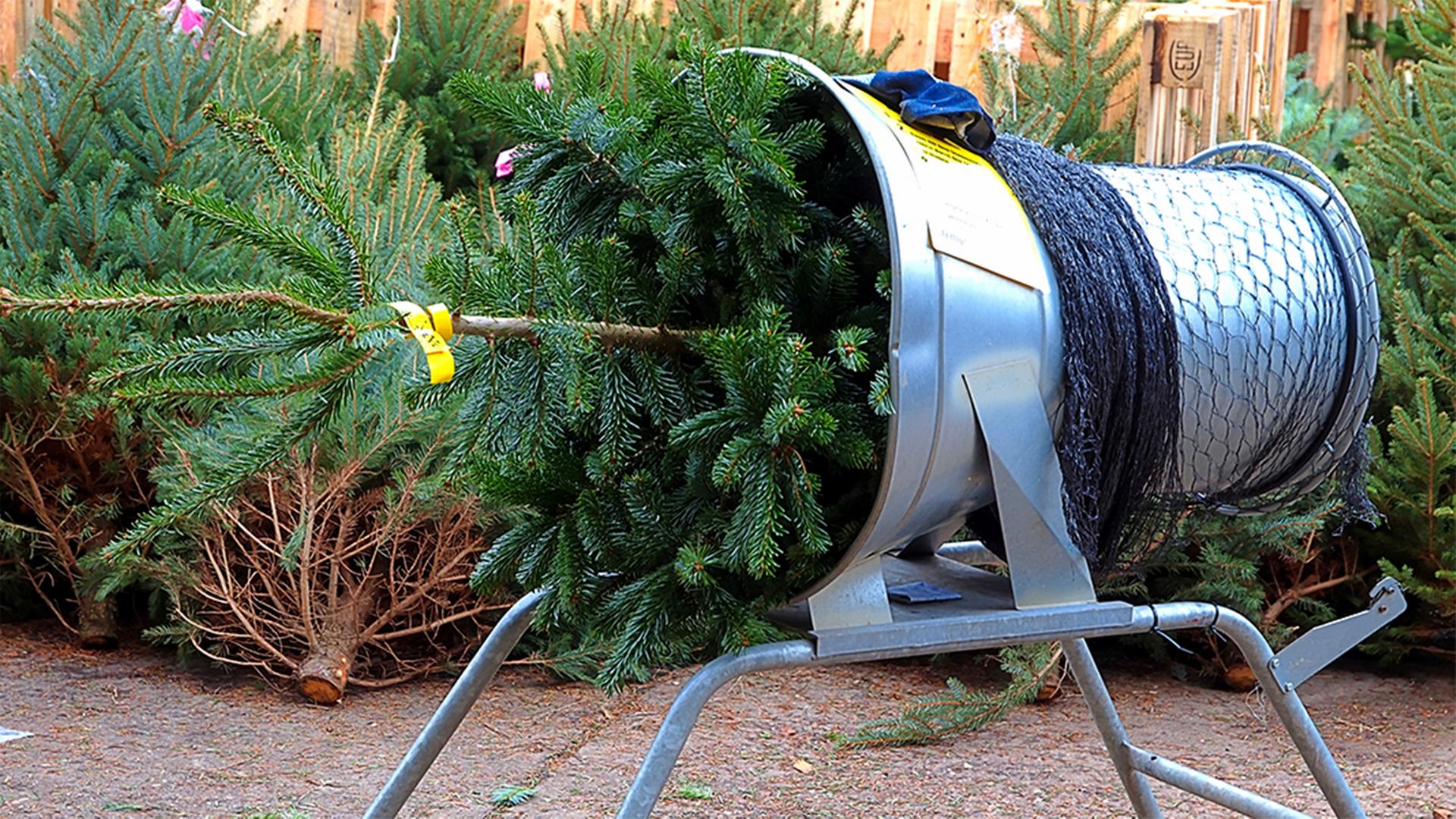 Rostock: Weihnachtsbäume stehen zum Verkauf