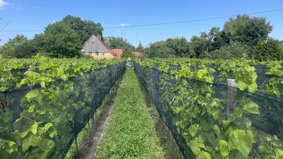 Auf Usedom führt ein Weg zwischen den Weinreben auf ein Haus im Hintergrund zu.