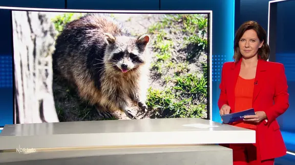 Romy Hiller moderiert NDR Info 17.00.