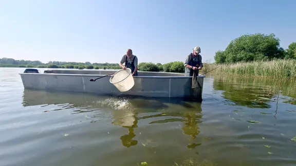 Berufsfischer auf dem Dümmer.