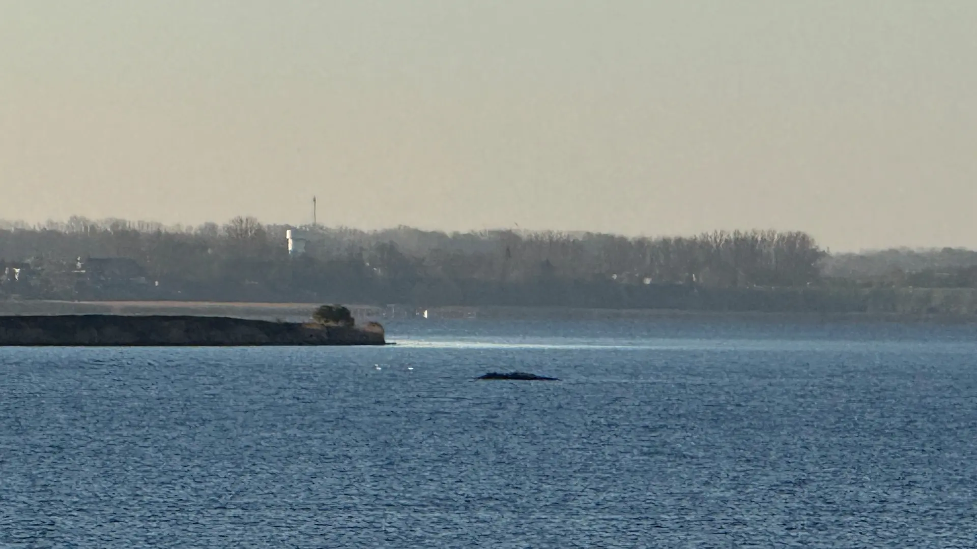 Liveticker: Geht es für den Wal heute endlich aus der Ostsee-Bucht?
