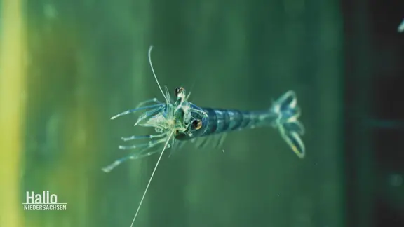 Nahaufnahme einer noch nicht ausgewachsenen Garnele im Wasser.