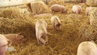 Viele Schweine in einem Schweinestall im Stroh