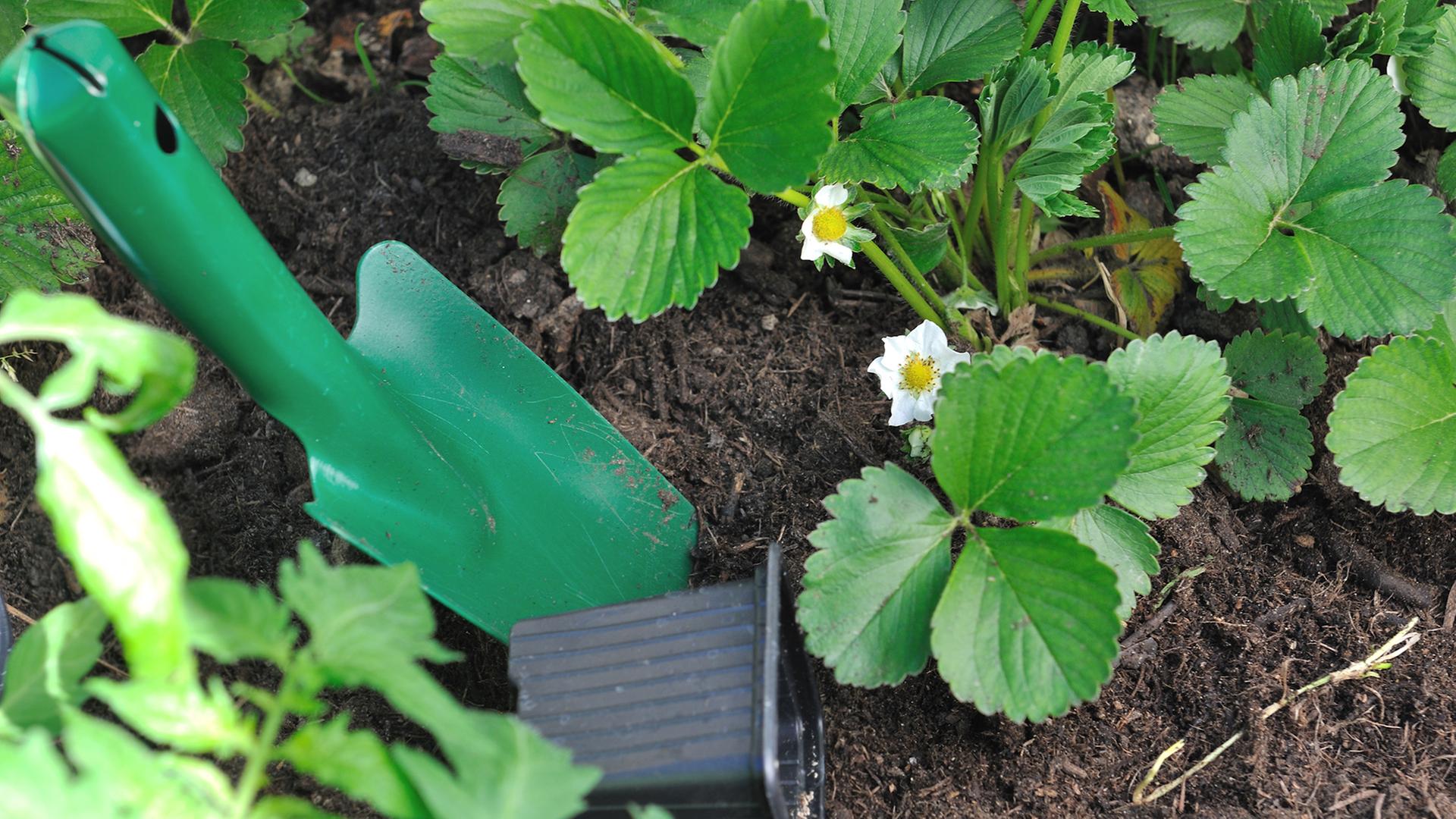 Erdbeeren im Frhling pflegen und pflanzen