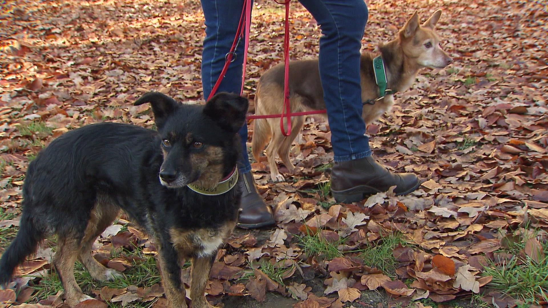 Zwei Hündinnen werden an einer roten Leine geführt. Es sind Molly und Mimi. | Screenshot