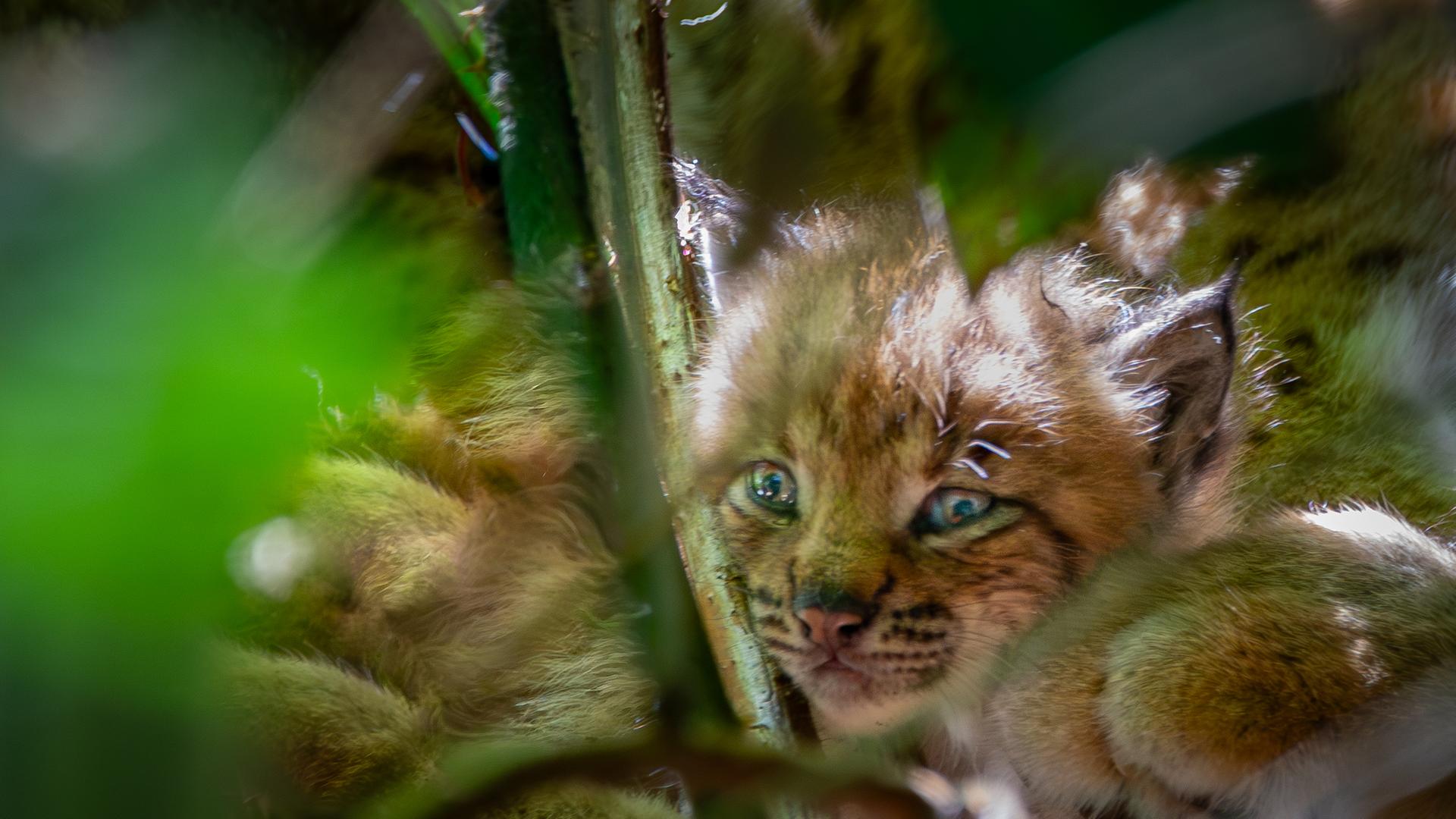 Ein Luchs-Baby schaut durch einen Strauch im Nationalpark Harz. | Ole Anders