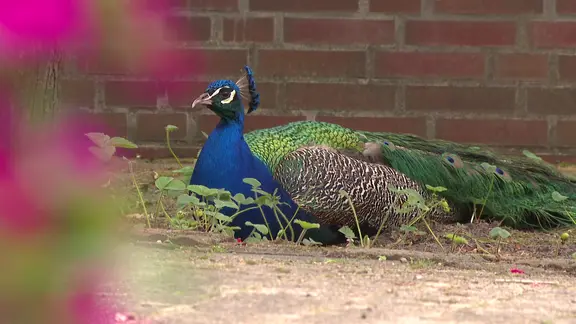 Ein Pfau sitzt auf dem Boden