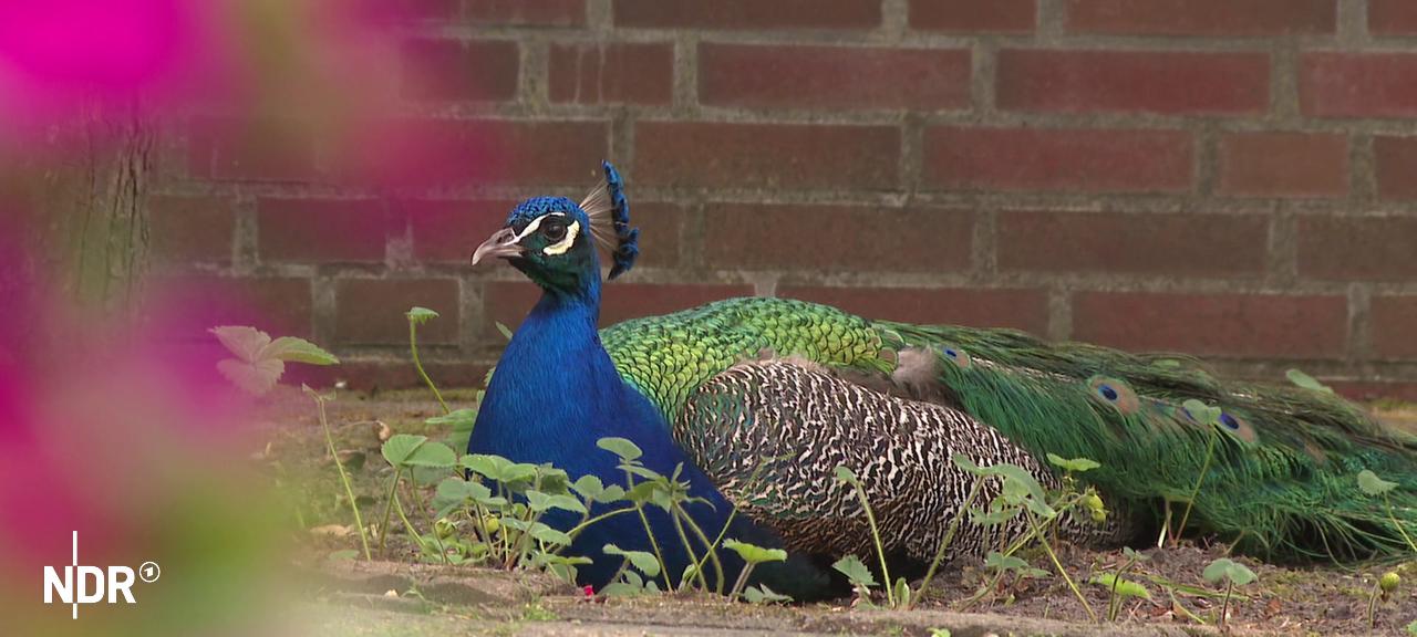 Ein Pfau sitzt auf dem Boden | NDR Ein Pfau sitzt auf dem Boden