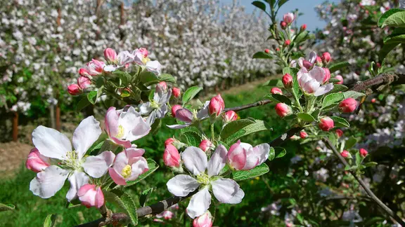 Blühende Apfelbäume im Alten Land