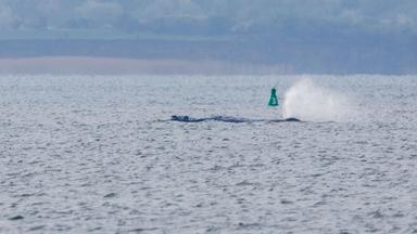 Buckelwal liegt am Ausgang der Bucht fest