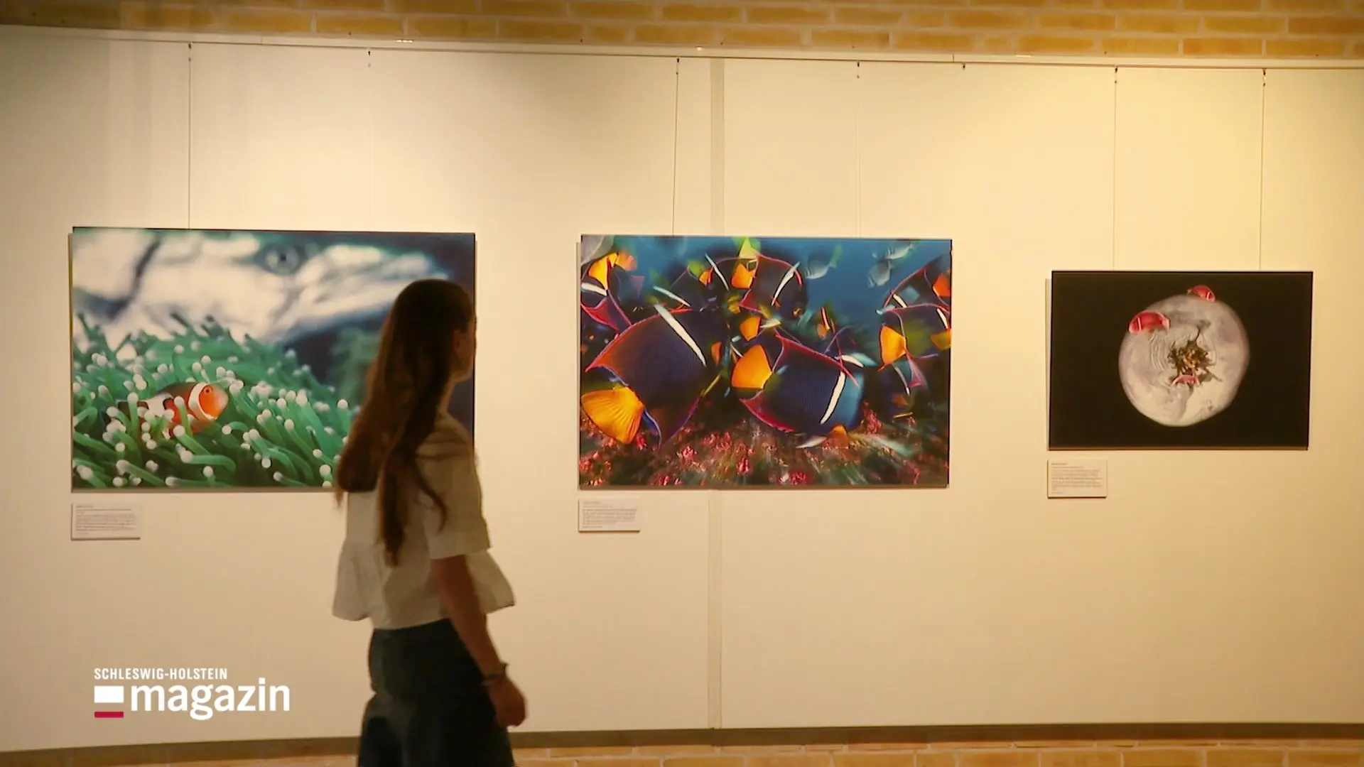 "Life. Underwater": Fotoausstellung in Schleswig