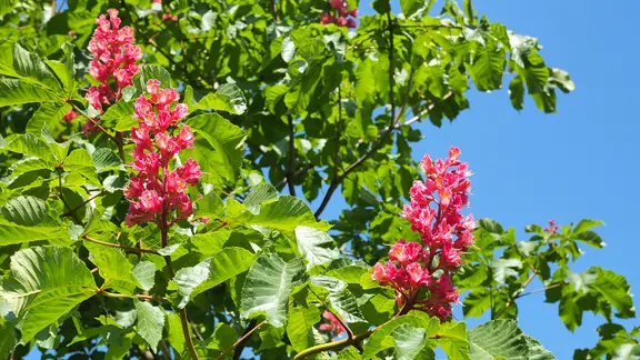 Die Rosskastanie (Aesculus hippocastanum) | ndr.de