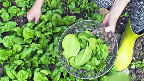 Eine Frau erntet Spinat aus einem Beet.
