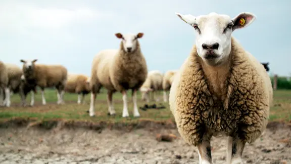 Es ist nicht mehr zu übersehen: Der Norden verändert sich mit dem Klima. Was bedeutet das für die Bewohner an der Nordseeküste und im Hinterland?