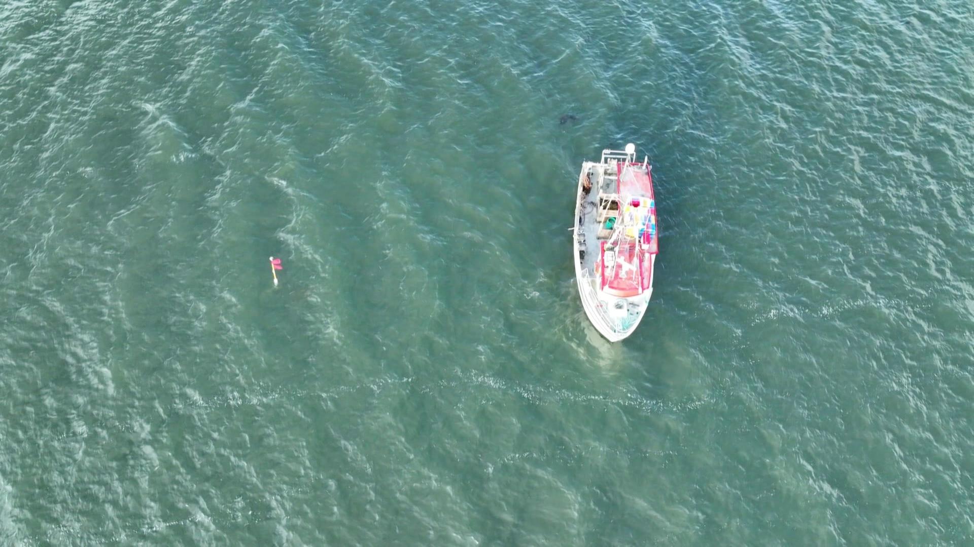 Schlechte Heringssaison: langer Winter und Robben