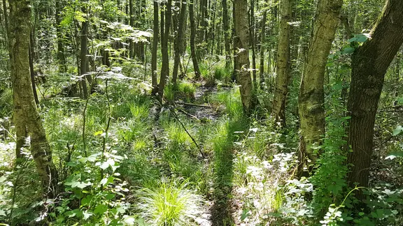 Moorgebiet auf der Halbinsel Strangen im Biosphärenreservat Schaalsee.