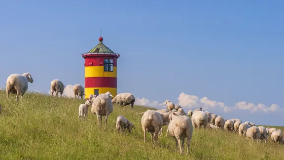 Schafe auf dem Deich vor dem Pilsumer Leuchtturm in Ostfriesland. 
