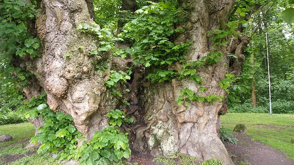 Die Winterlinde (Tilia cordata) | ndr.de