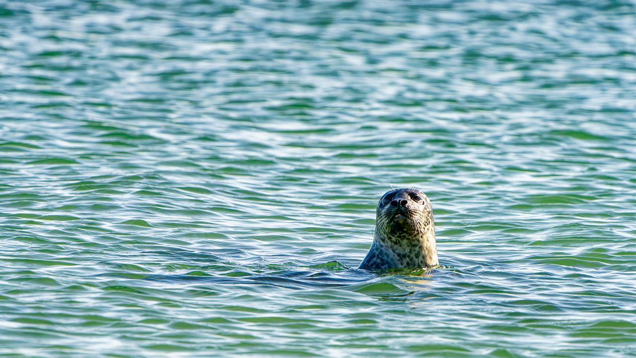 Ein Seehund lugt aus dem Wasser.