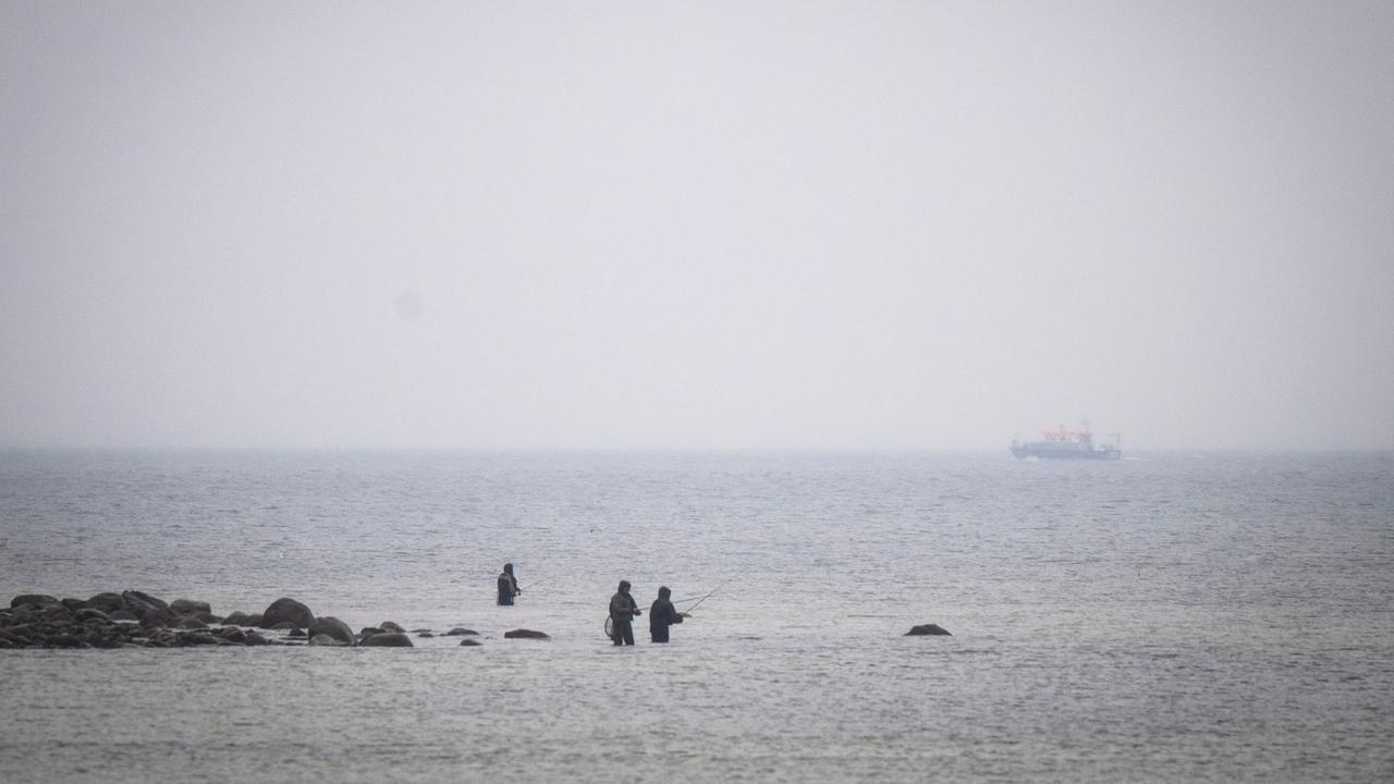 Walrettung in der Ostsee: Rettungsaktion geht heute weiter