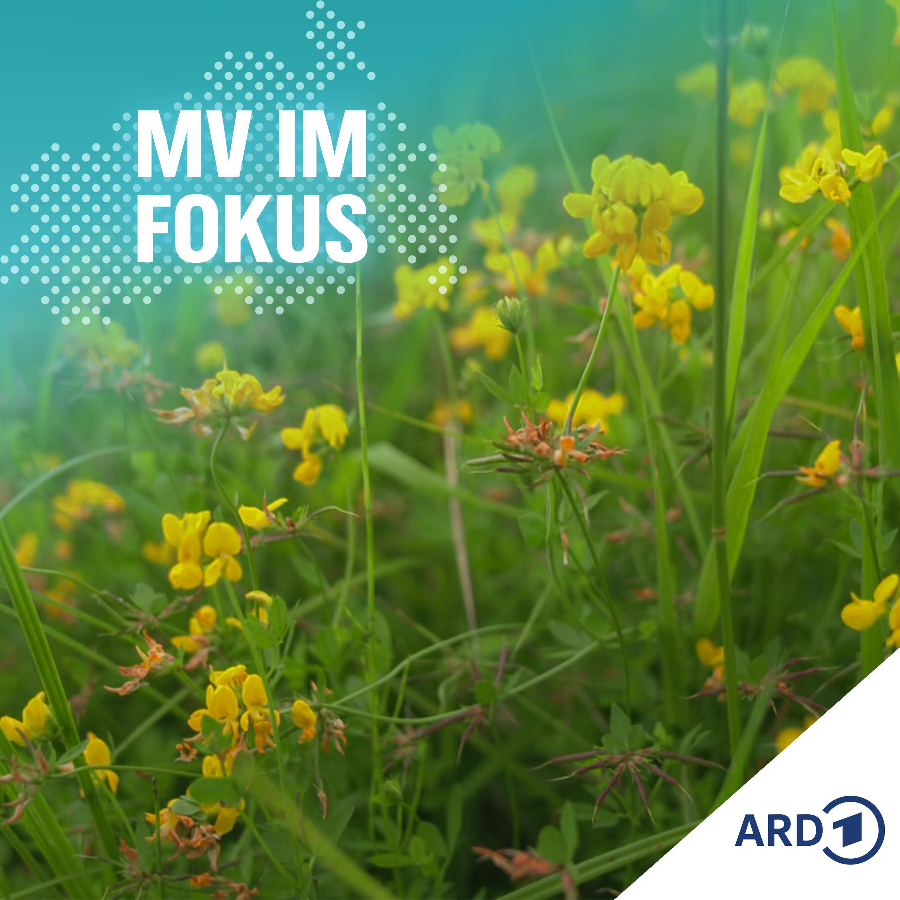 MV IM FOKUS - Darüber spricht Mecklenburg-Vorpommern!