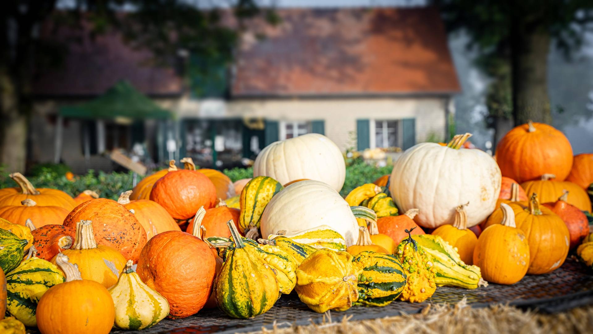 Herbstmärkte 2026 in SH: Infos, Tipps, Öffnungszeiten