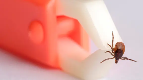 Eine Zecke wird mit einer Zeckenzange entfernt.