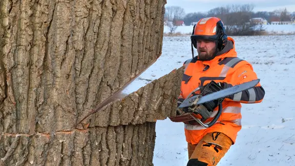 Ein Mann in orangener Schutzkleidung fällt einen Baum mit einer Kettensäge.