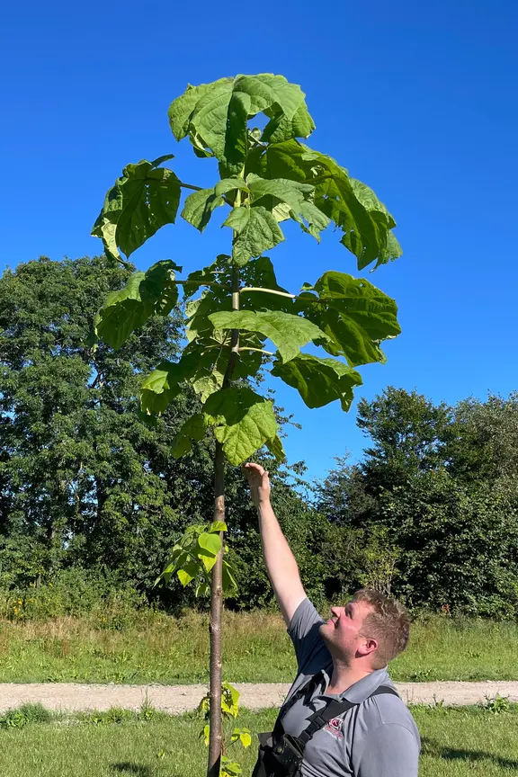 Aus China nach Schleswig-Holstein: Paulownia-Bume | ndr.de