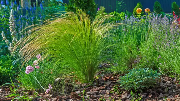 neemöl compo Neemöl mit Emulgator für Garten- und Pflanzenpflege main image 1