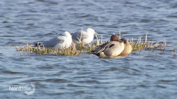 Enten und Möwen sitzen auf einer kleinen Sandbank in einem See. | Screenshot Enten und Möwen sitzen auf einer kleinen Sandbank in einem See.