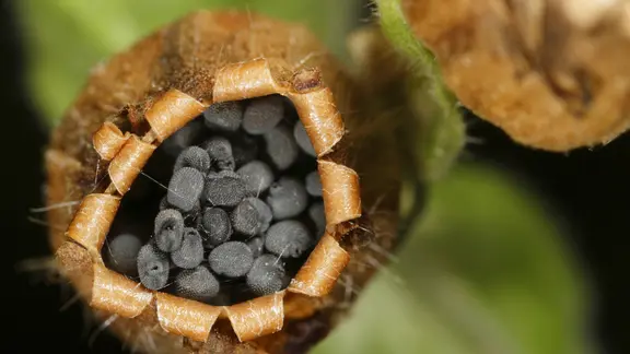 Samenkapsel einer roten Lichtnelke