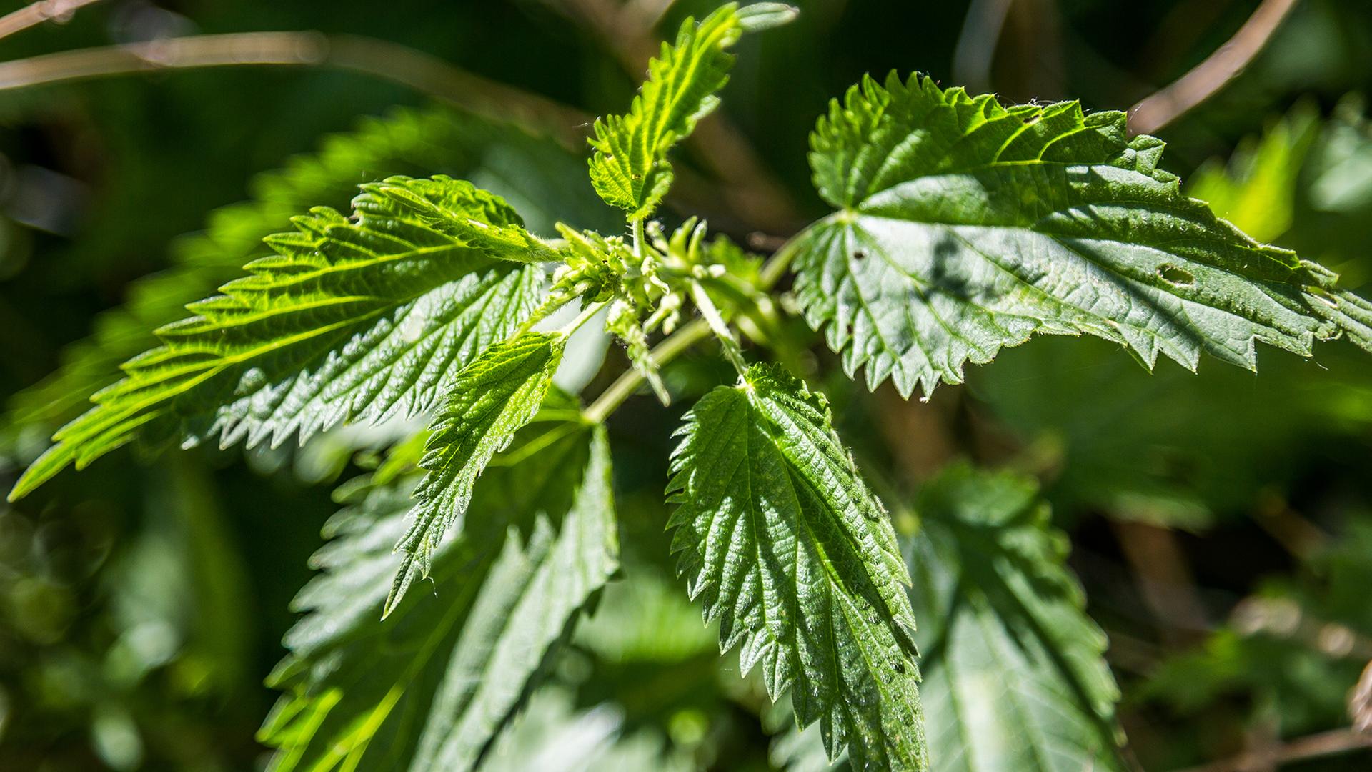 Brennnesseln: Gesund, lecker und ntzlich im Garten