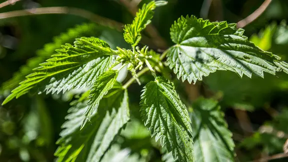 Fallobst und Trester als Dnger im Garten verwenden | ndr.de