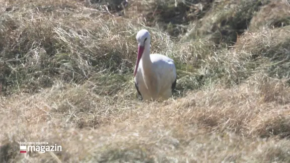 Weißstorch auf einer Wiese