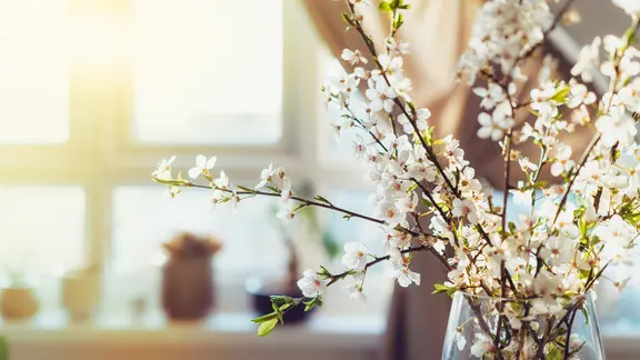 Weiß blühende Obstbaumzweige in einer Glasvase