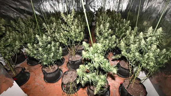 Unter schwarzen Plastikplanen stehen dutzende Cannabis-Pflanzen in Töpfen.