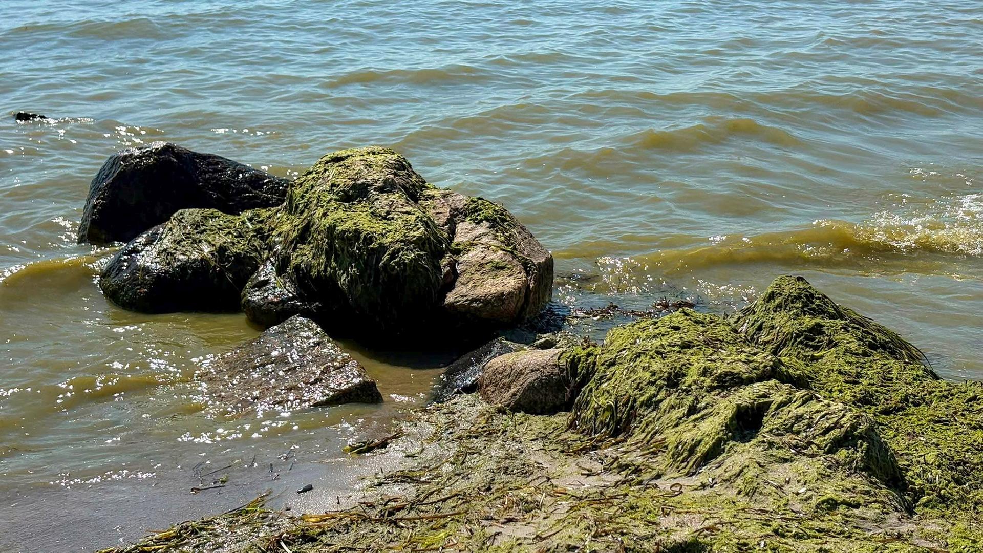 Blaualgen: Badeverbote an der Ostsee und im Lauenburgischen