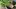 DEWIT Staudenteiler – Gartenwerkzeug Zum Teilen Von Pflanzen, Mit T-Griff, Aus Eschenholz & Kohlenstoffstahl