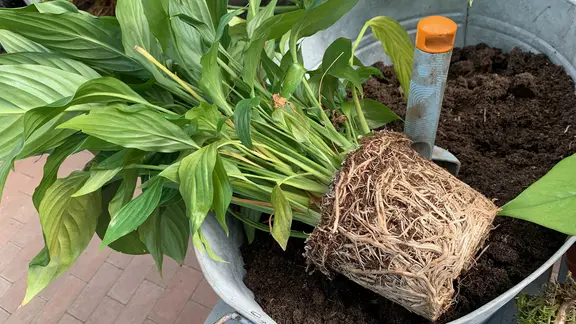 Eine Zimmerpflanze mit dichtem Wurzelballen liegt auf einer Zinkwanne mit Erde.