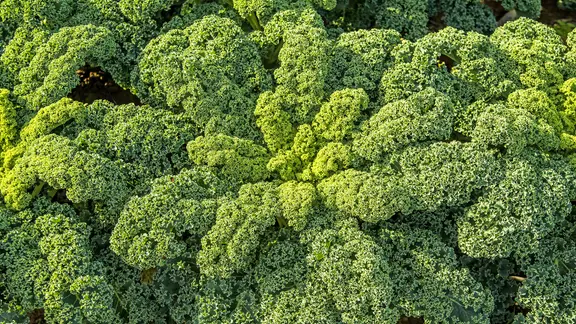 Eine Grünkohlpflanze in Nahaufnahme. | fotolia, hjschneider Eine Grünkohlpflanze in Nahaufnahme.